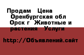 Продам › Цена ­ 3 000 - Оренбургская обл., Орск г. Животные и растения » Услуги   